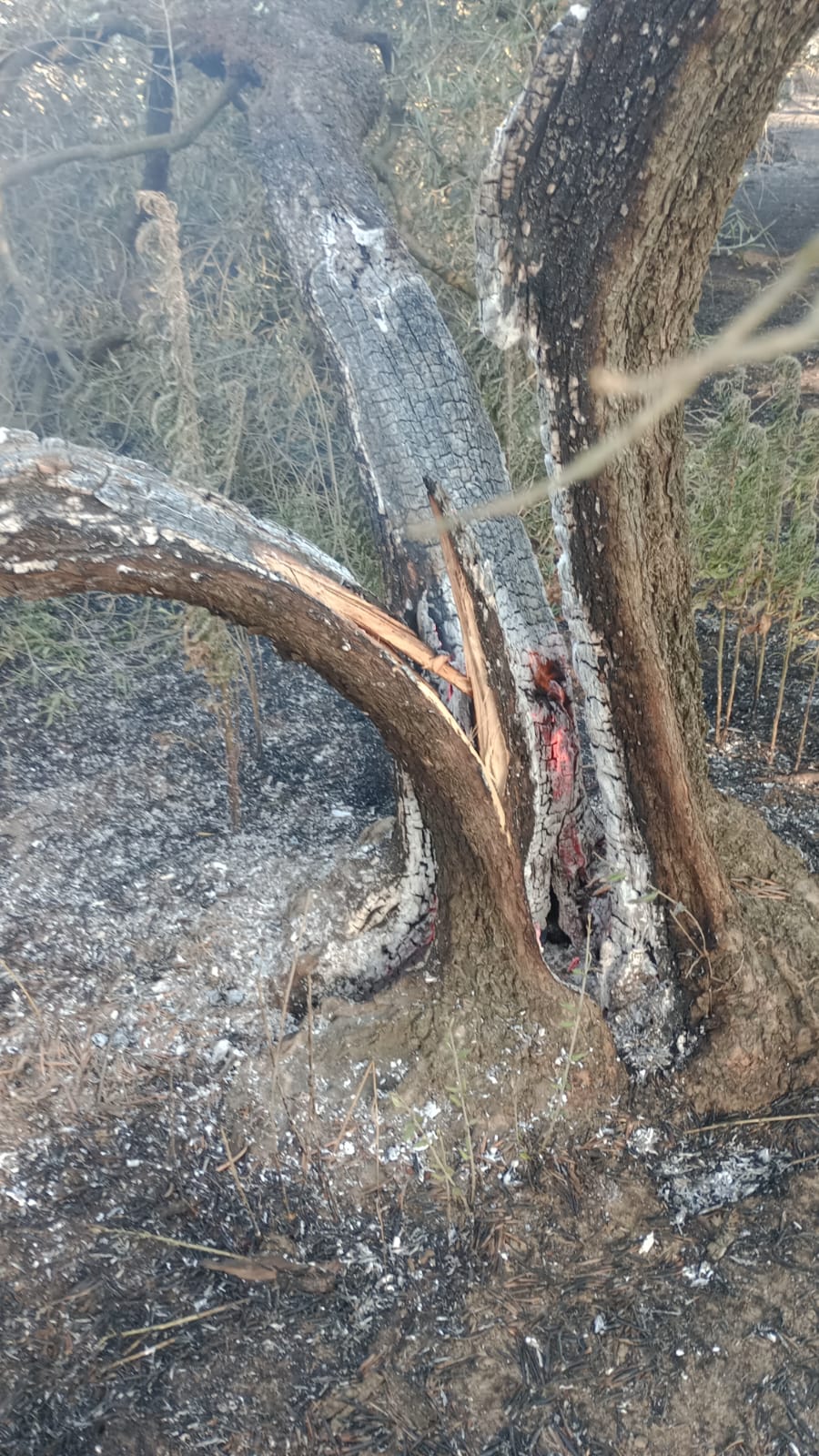 L'incendio a Faleria, in zona Castel Paterno - Foto Il Nuovo Magazine