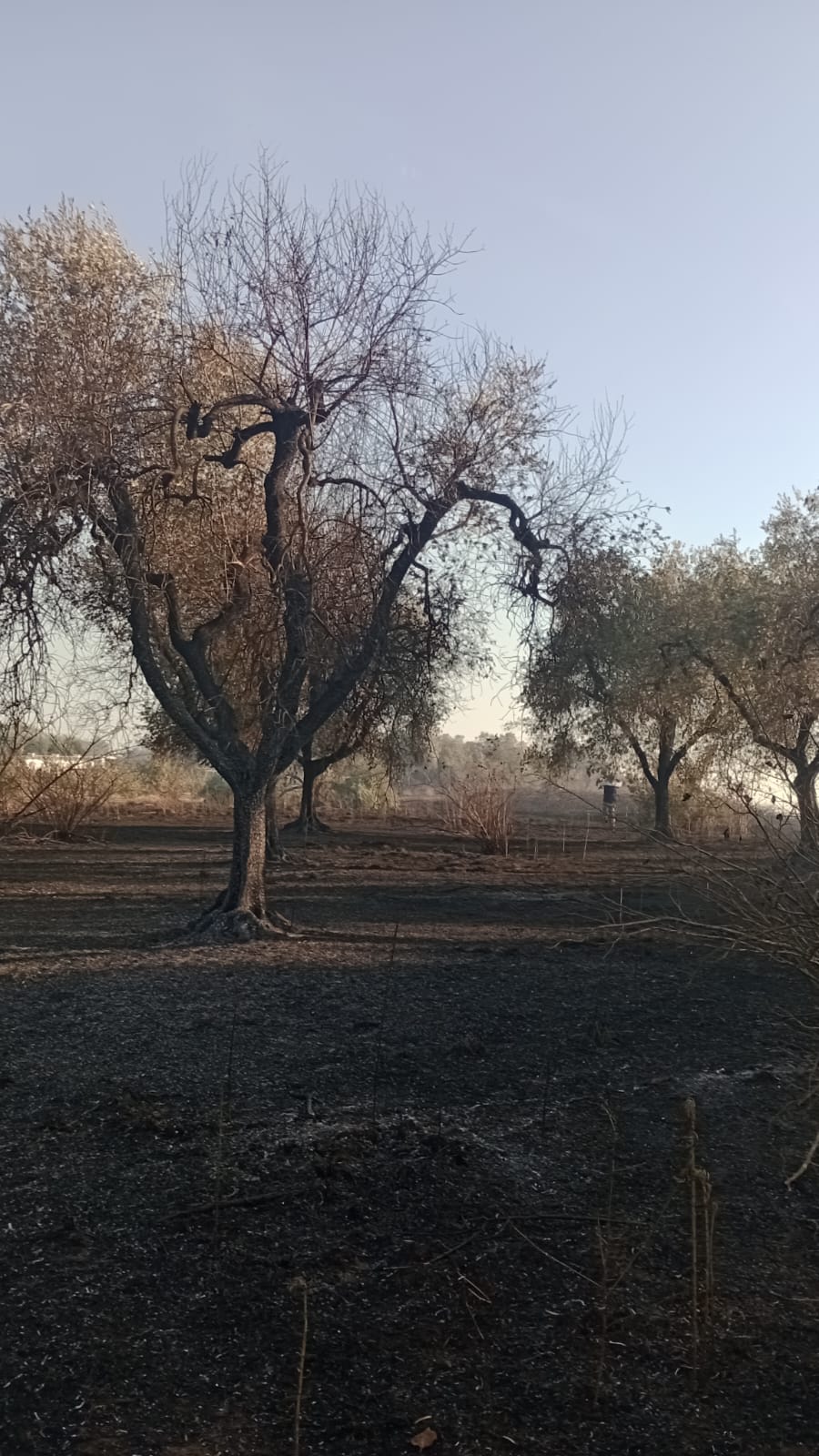 L'incendio a Faleria, in zona Castel Paterno - Foto Il Nuovo Magazine