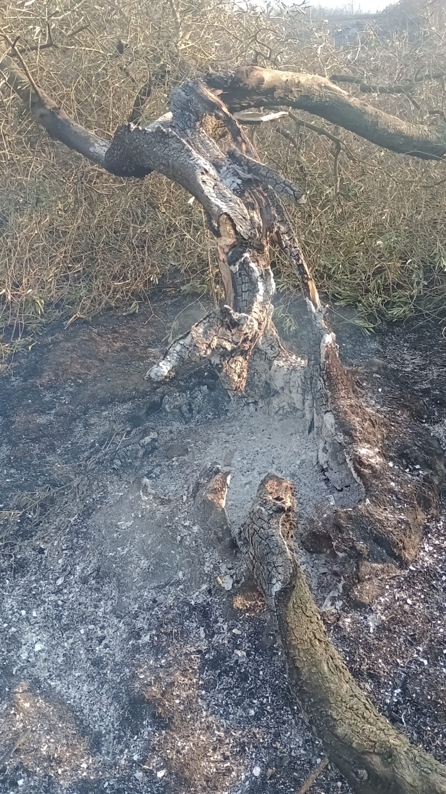 L'incendio a Faleria, in zona Castel Paterno - Foto Il Nuovo Magazine